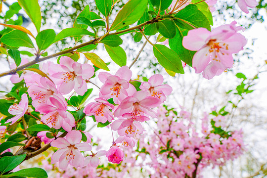 粉樱花