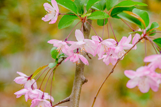 樱花