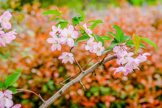 特写樱花