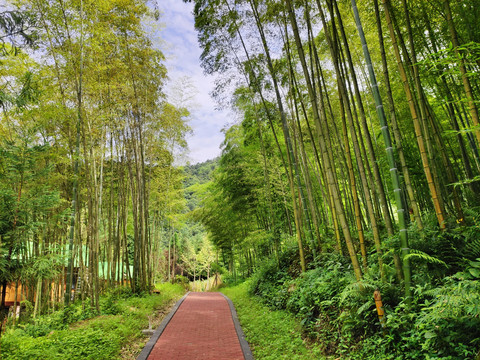 竹林小路