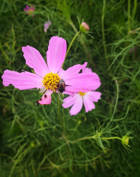 格桑花