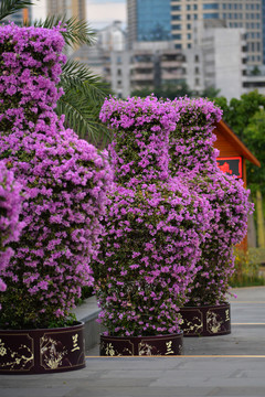 春节花瓶装饰