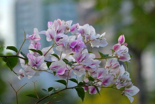 紫边白花三角梅