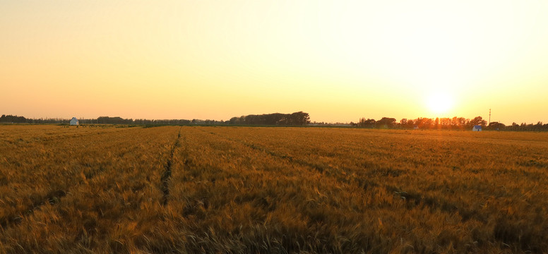 麦田夕阳