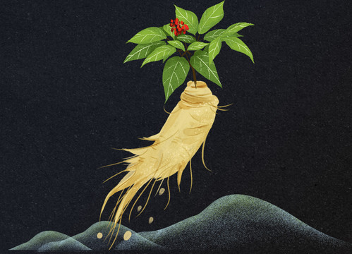 人參分層插畫