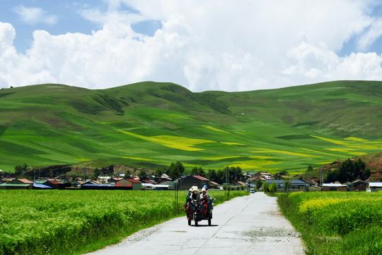 乡村道路与青稞地