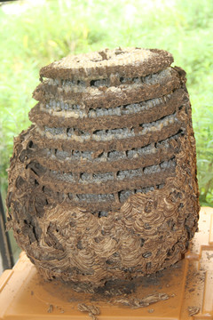 土蜂蜂巢
