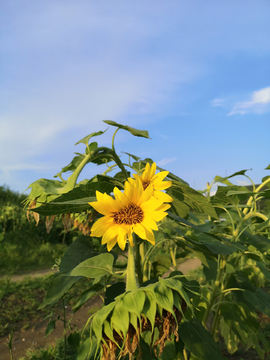 太阳花