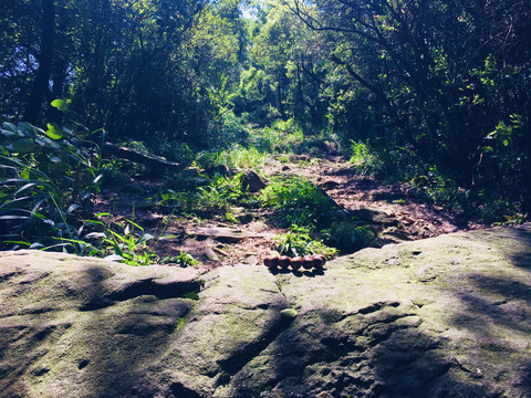 登岳麓山