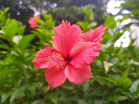 木槿花