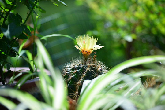 仙人球花