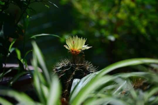 仙人球花