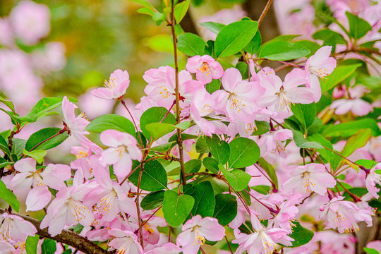 樱花季