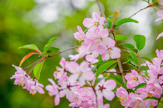 樱花