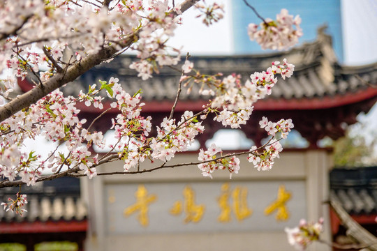 南京古鸡鸣寺