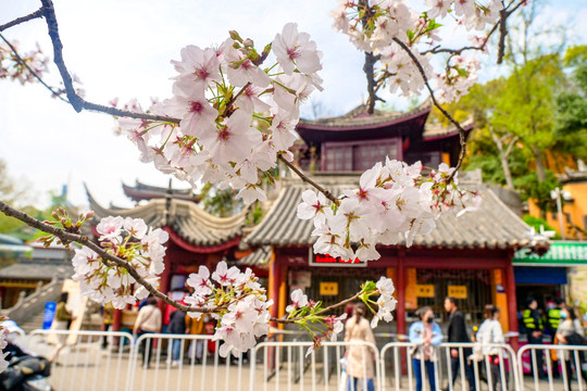 南京鸡鸣寺