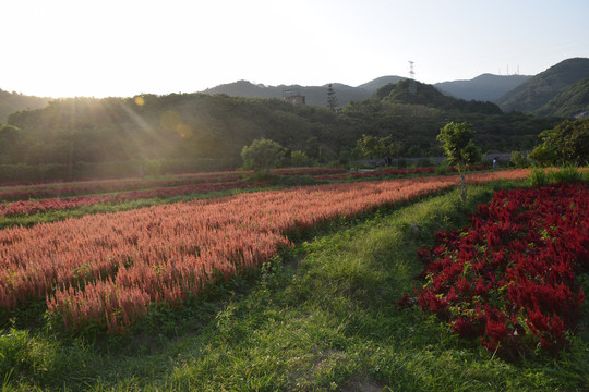 非洲菊