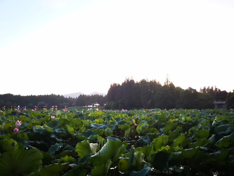 夏日西湖