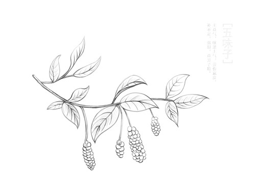 五味子白描插畫(huà)