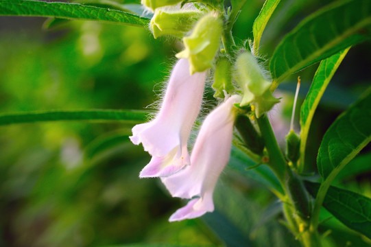 芝麻开花