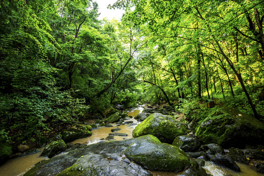 远山森林