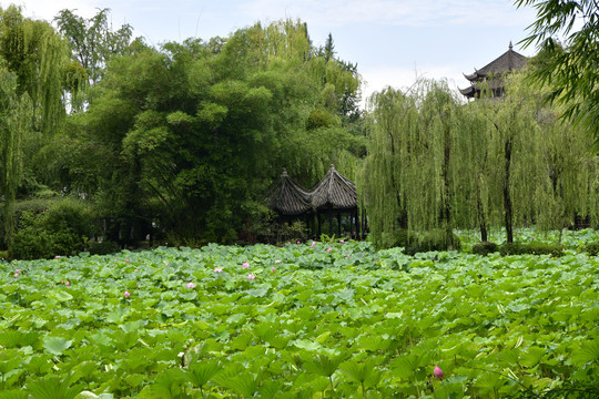 桂湖风光