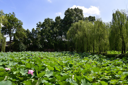 桂湖风光