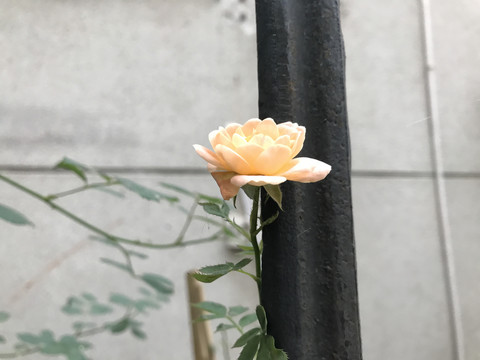 橘色的月季花