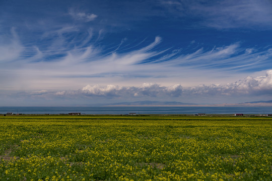 青海蓝天草原