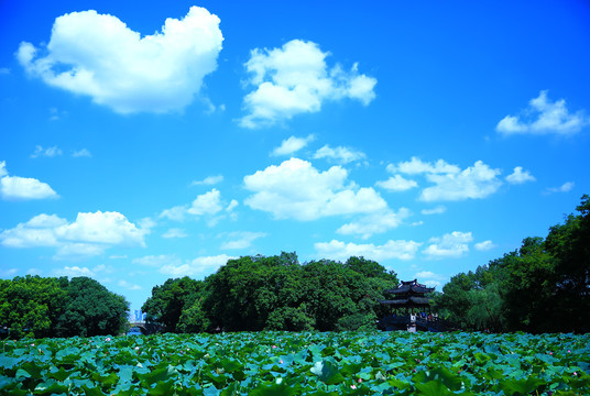 杭州西湖曲院风荷夏天