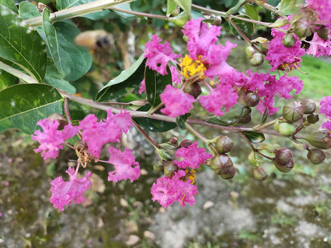 紫薇花与飞舞的蜜蜂