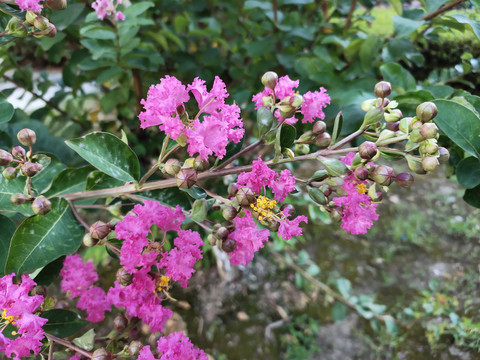 紫薇花与花苞