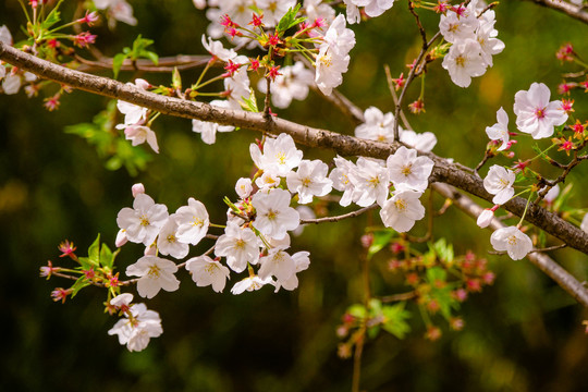 樱花素材