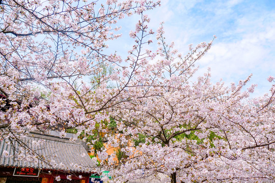 日本樱花