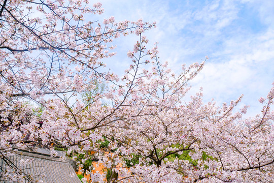 日本樱花