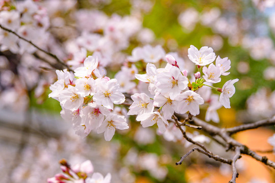 樱花特写