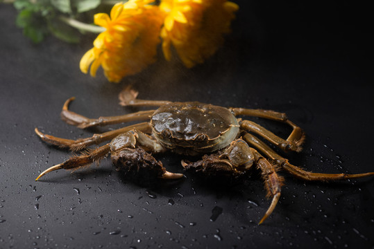 阳澄湖大闸蟹