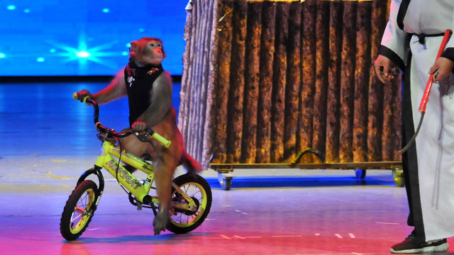 骑单车的猴子