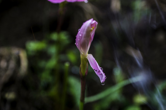 韮兰花