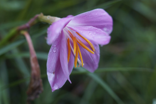 韮兰花