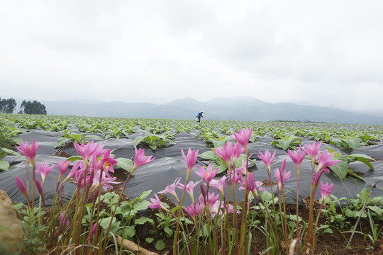 韮兰花