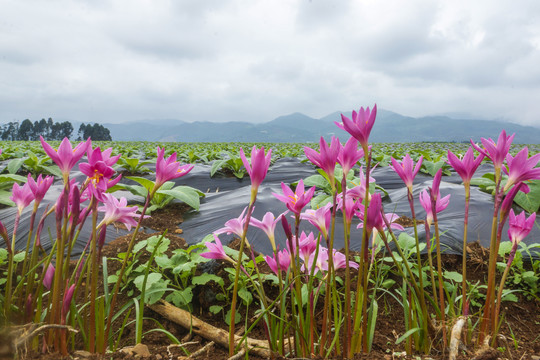 韮兰花