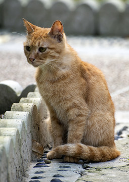 街头流浪猫