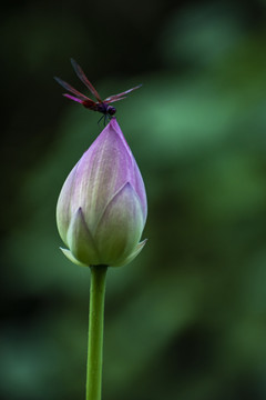 蜻蜓荷花