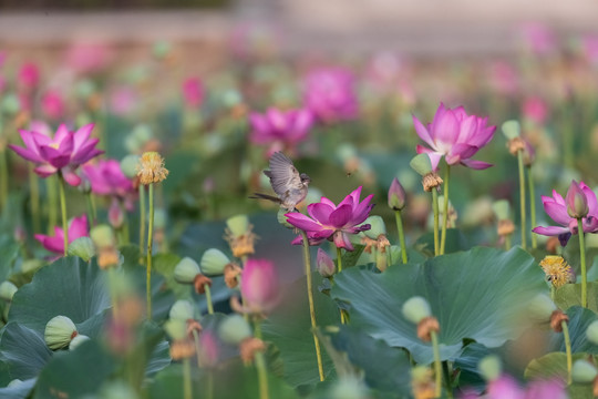 飞鸟与荷花