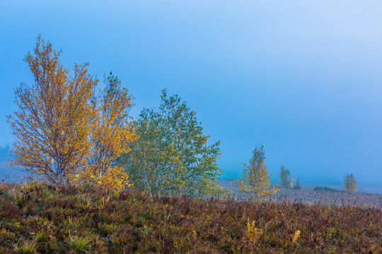 秋季晨雾金色桦树