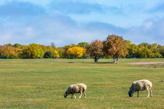 草原上两只羊
