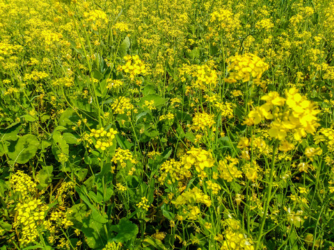 油菜花