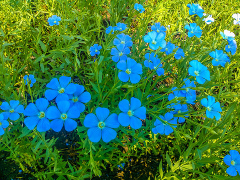 亚麻花