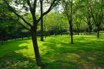 绿树草地风景